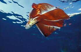 blanket octopus