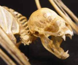 Vampire bat desmondus rotundus