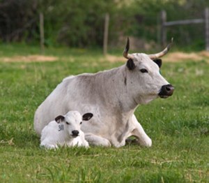 Ancient_White_Park02