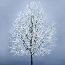 leafless tree under gray sky