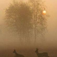 rising sun running deer